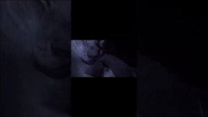 Жестокий мир дикой природы.