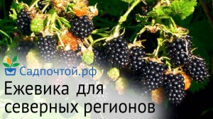 Ежевика для северных регионов - зимостойкая и полностью вызревающая