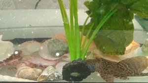 РЫБКА СОМИК ГОТОВИТСЯ К НОВОМУ ГОДУ - ЧИСТИТ АКВАРИУМ