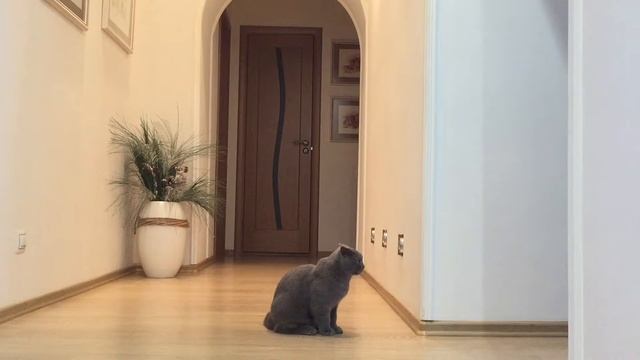 Вислоухий шотландец кот Лунтик