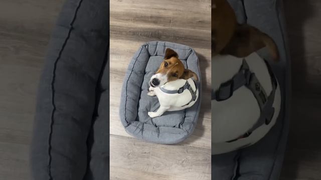 ⚓️-⚓️ #музыка #клубнаямузыка #dj #музыка#shorts смотреть онлайн