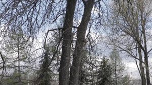 Стахановские белки. Парк "Горняк"