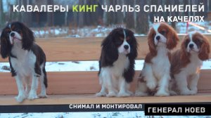 Кавалер кинг чарльз спаниелей на качели | красивые собачки | генерал Ноев