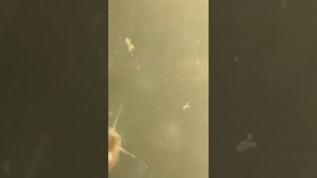 Copepods and Bladder snails. смотреть онлайн