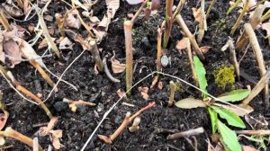 Укорененные черенки голубики. Черенкование голубики . Обзор укоренения черенков 2023 года