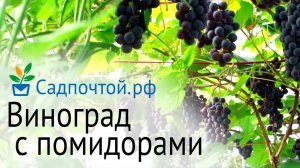 Виноград в теплице с помидорами прекрасно уживаются и хорошо плодоносят