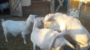 Брачный период у коз.Веселый козёл.
