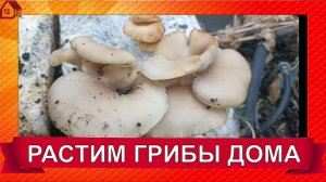 ВЁШЕНКА грибница/ Как вырастить грибы из коробки? Набор для выращивания грибов