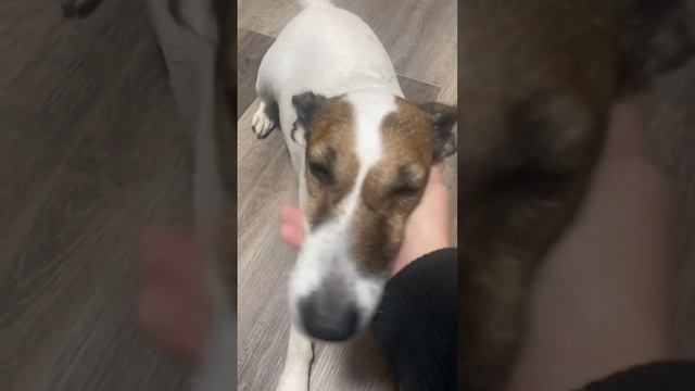 Ну почеши меня хозяин-#shorts смотреть онлайн