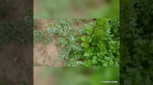 растим арбуз  в саду Сахарный малыш