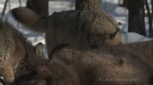 волки Чернобыля