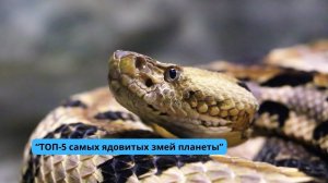"ТОП-5 самых ядовитых змей планеты"