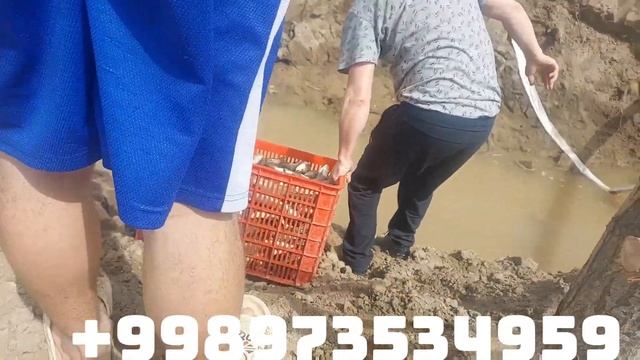 Беламур сазан чавоклари бор. тоннага болса хам.