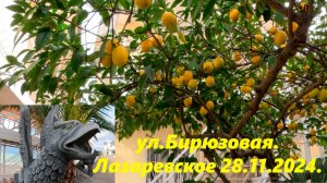 Ул Бирюзовая и лимоны! Лазаревское 28.11.2024.