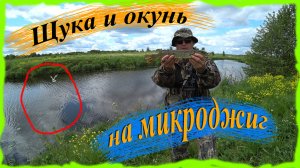 Чайка пыталась отнять щуку. Щука и окунь на микроджиг