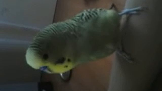 Кеша смеётся! смотреть онлайн