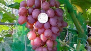 ВИНОГРАД КАРДИНАЛ