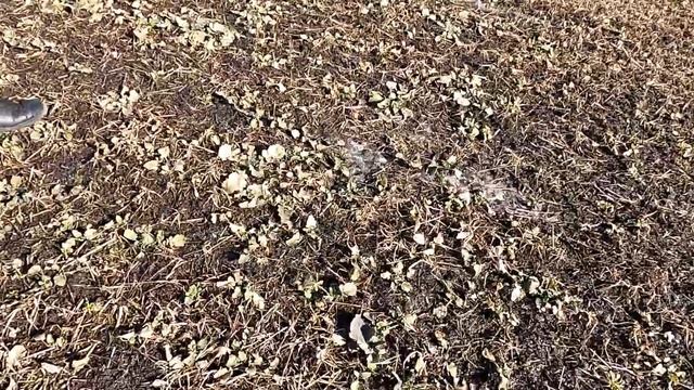 НАСТАВ ЧАС 🍽️КОРМИТЬ ОЗИМІ 🌾ПШЕНИЦЮ РІПАК 🌾ЯЧМІНЬ Селітра та Салетросан-30 N (S)🍕#Агро_ВАН