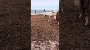 Малыш айгыр русский тяжеловоз