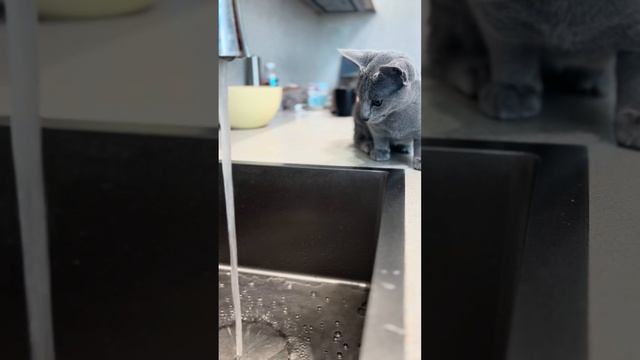 Кот-водолюб: Русская голубая и её водные приключения на кухне! 🐱 #кошки #cat #catlover #смешныевиде