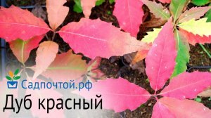 Дуб красный, Quercus rubra с фантастической осенней раскраской