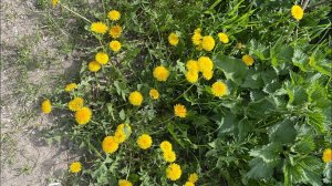 Подмаренник цепкий , лопух , пустырник, одуванчик- лекарственные травы!