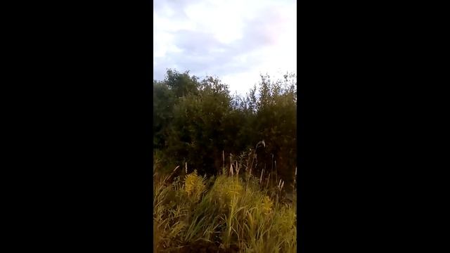 охота на утку с русским охотничим спаниелем осень 2015 смотреть онлайн