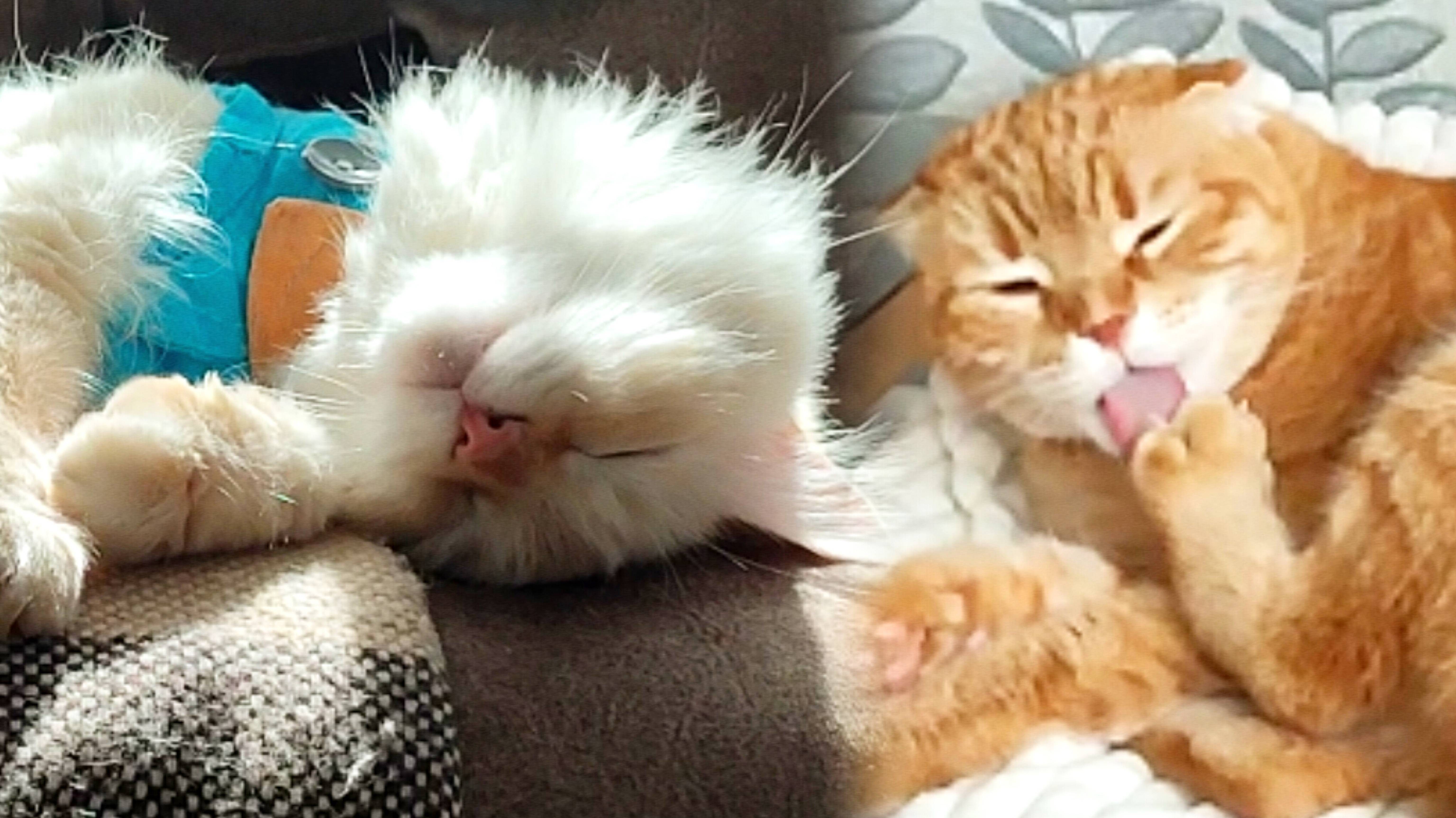 У кота Стёпы шалят нервы.. когда кошка Тима грызёт когти