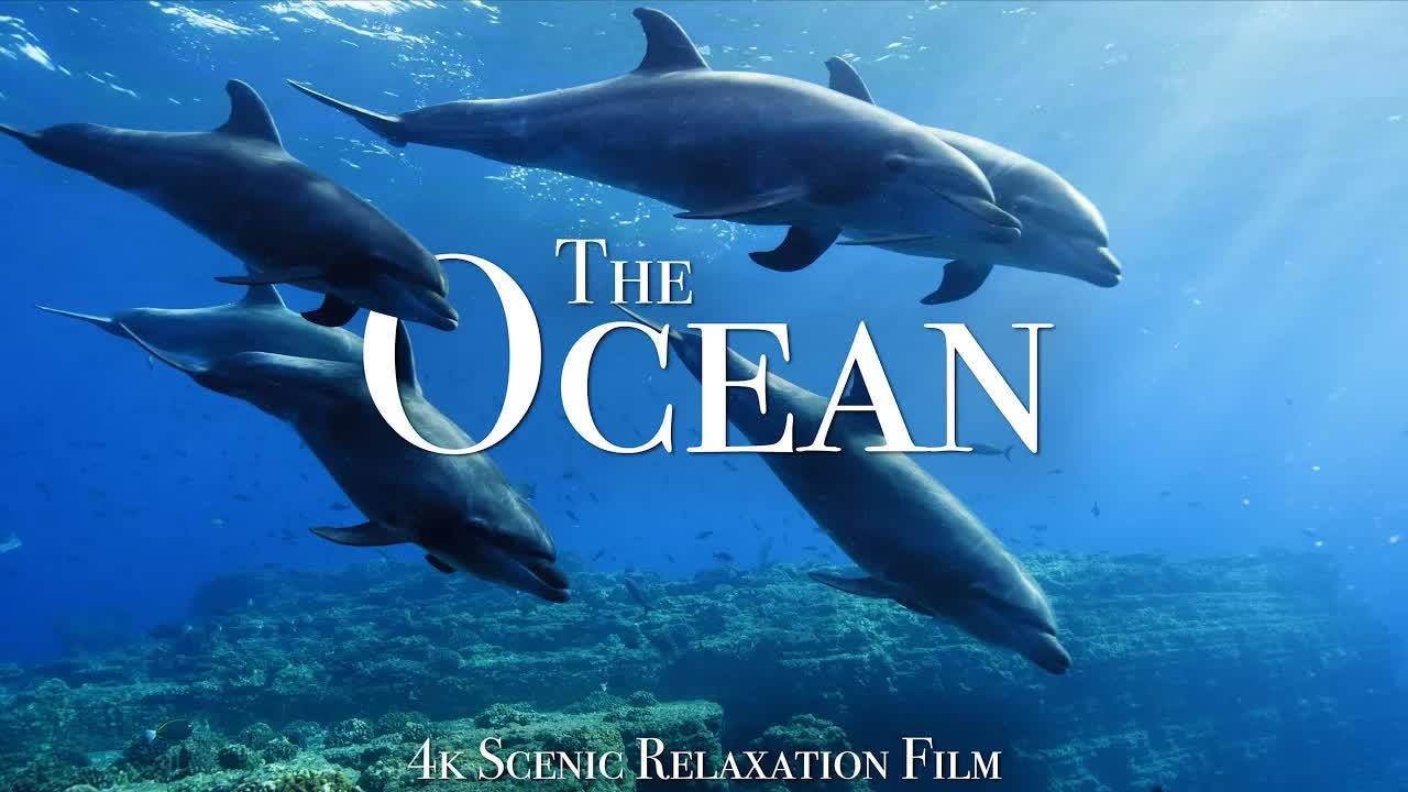 The Ocean 4K - Scenic Wildlife Film With Calming Music