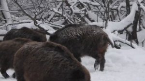 Кабан-секач