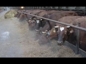 "Местные жители" (01.03.2016)