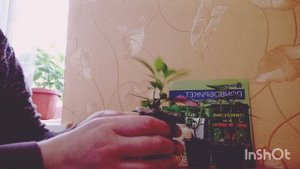 Размножение гортензии метельчатой одревесневшими черенками!!! 🌿🌿🌿