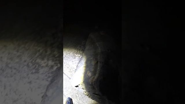 подстрелил огромного карася #рыбалкасрогаткой #охотанарогатку #slingshotfishing #охота смотреть онлайн