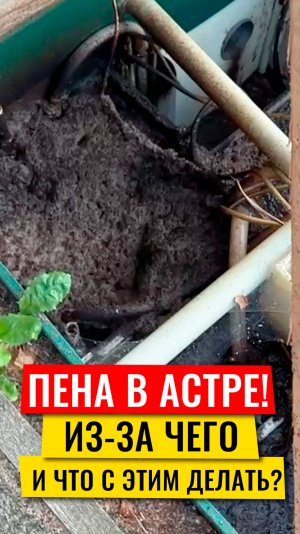 Пена в Астре! Из-за чего и что с этим делать?