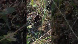 отстрел китайского кевлара с предыдущего видео, но уже мокрого.