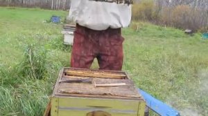 Зимовка в амшанике