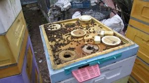 проблема с пчелами перед началом зимовки 28.11.2024