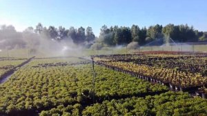 Спринклеры 5022+427 (Питомник "Никитенко")