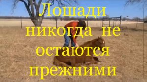 Лошади никогда не остаются прежними (Клинтон Андерсон).