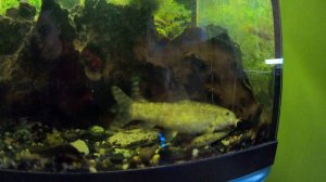 Нерест мраморных боций