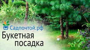 Букетная посадка деревьев и кустарников - использование в садовом дизайне