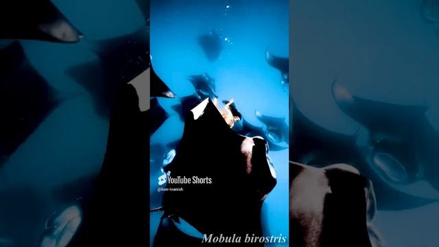 Lounge Lion-ivanish  Mobula birostris #travel #music#mantas#manta rays