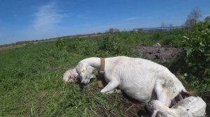 Окот козы в гнезде! / Роды у Ласточки // Разведение коз