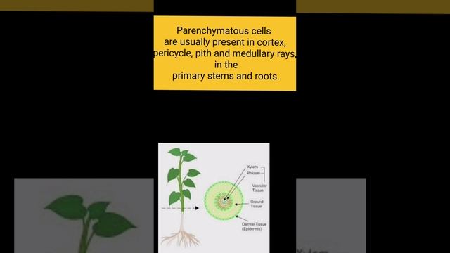 Ground tissue | #biology #neet part142