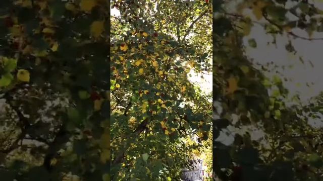 Осень в Кирове