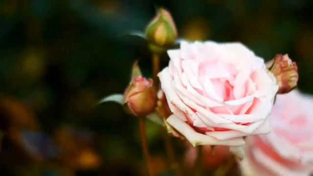 Слушать прекрасную русскую музыку и фото онлайн смотреть онлайн