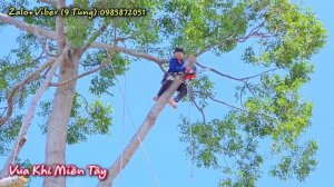 Vua Khỉ cưa cây Sao quá lớn và cắt nhánh cho bay tự do, nằm gần QL 30 (Phần đầu).