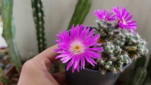 Trichodiadema densum (Miniature Desert Rose) - succulent flower - sukulent çiçeği - sukkulent -
