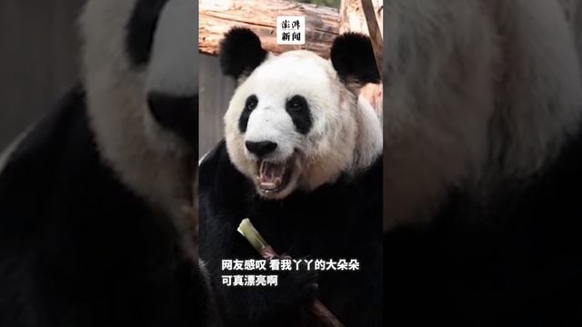 🐼 Панда Я Я радует гостей Пекинского зоопарка