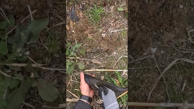 начало сезона( охота с рогаткой) #slingshotfishing #охотанарогатку #охотасрогаткой смотреть онлайн